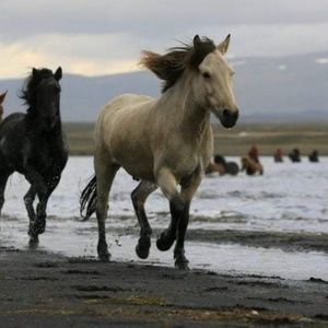 Meet your Posher, Em!